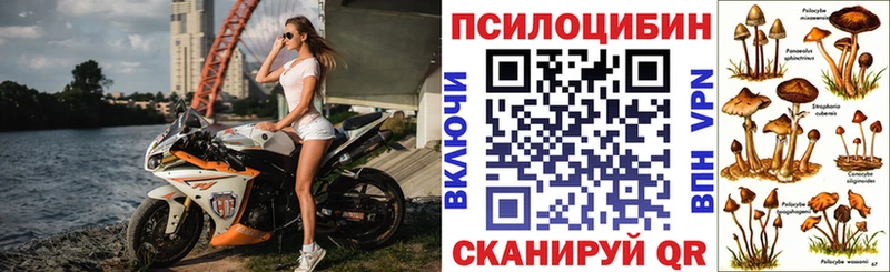 цена наркотик  Каменск-Шахтинский  ссылка на мегу ONION  дарк нет Telegram  Псилоцибиновые грибы мицелий 